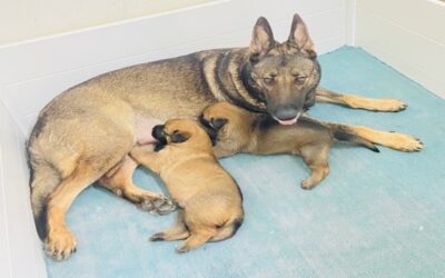 THE K-9 UNIT, GURKHA SECURITY UNIT, DOG BREEDING PROJECT 2025
