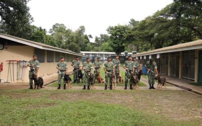 NEW DOGS PROCUREMENT AND ARRIVAL 2025